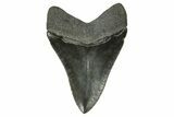 Serrated, Fossil Megalodon Tooth - South Carolina #383700-1